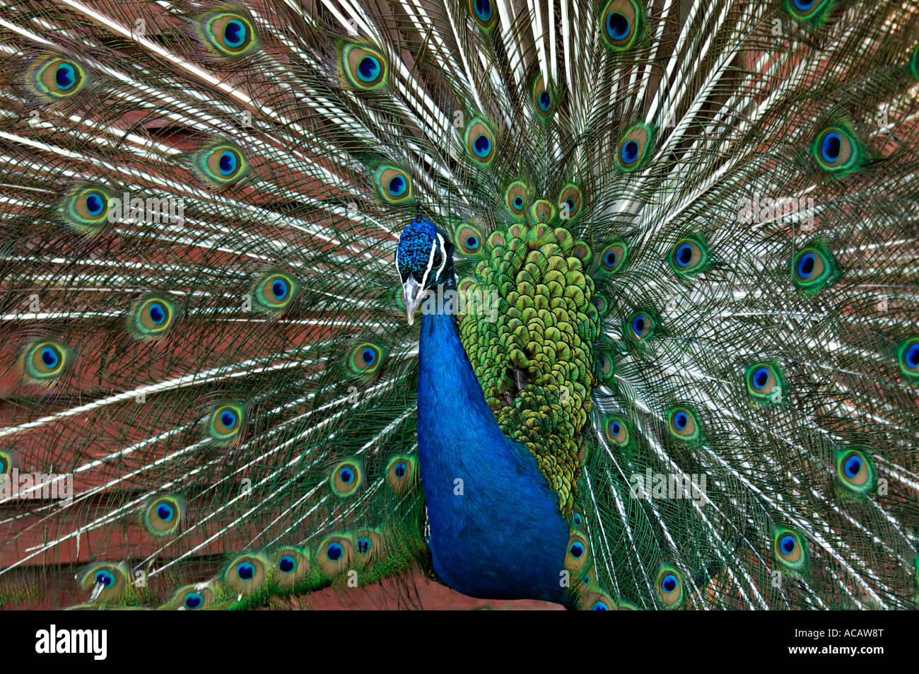 Dalian zoo hires stock photography and images Alamy