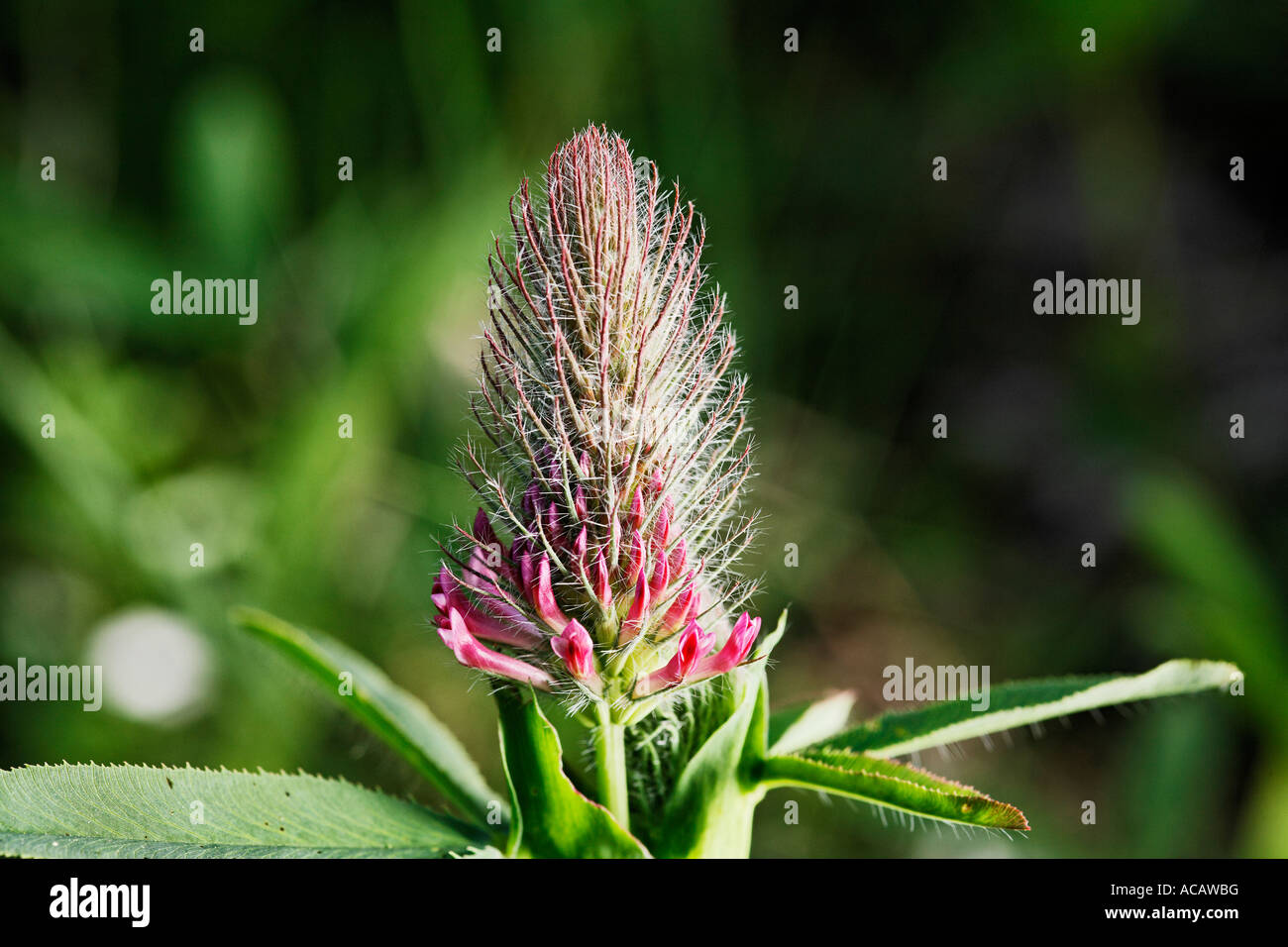 Clover (Trifolium rubens) Stock Photo