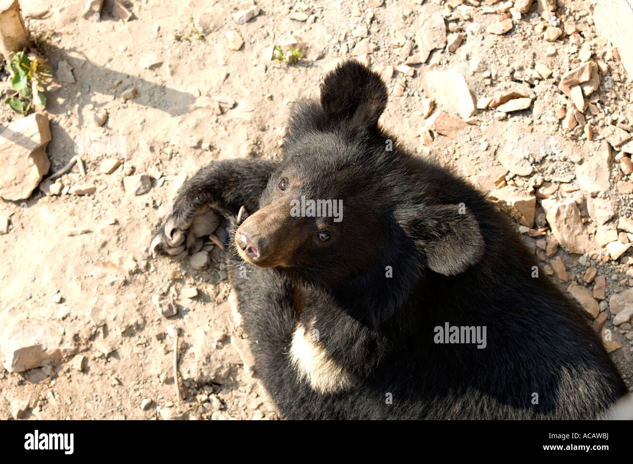 Brown bear Dalian Zoo Dalian China Stock Photo Alamy