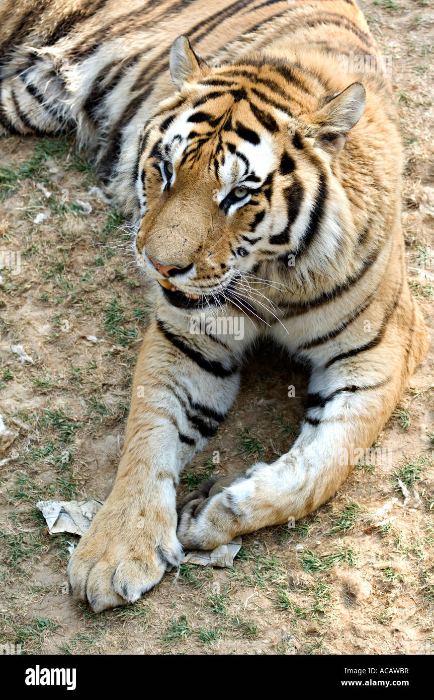 Dalian zoo hires stock photography and images Alamy
