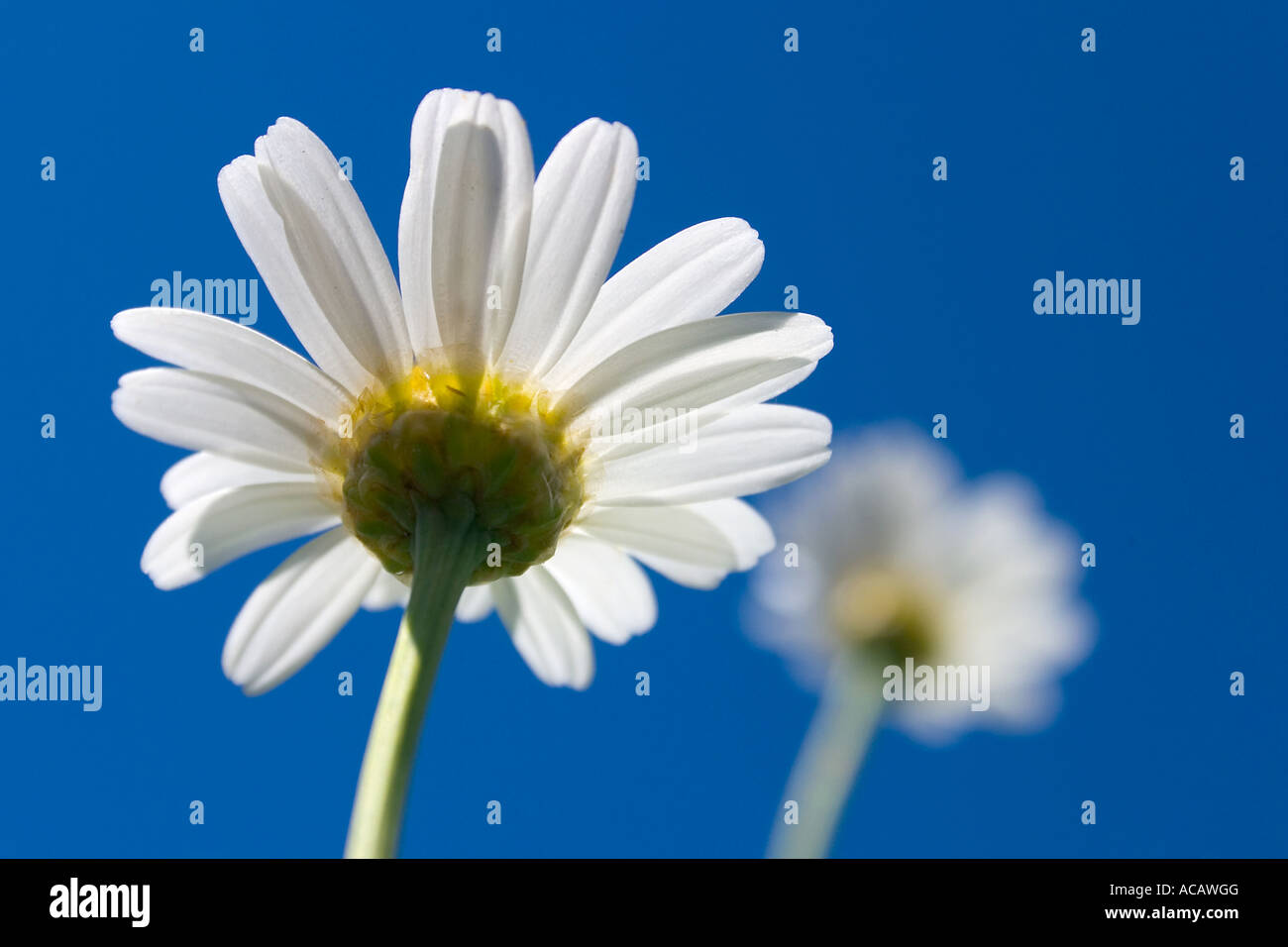 Marguerites (Leucanthemum vulgare Stock Photo Alamy