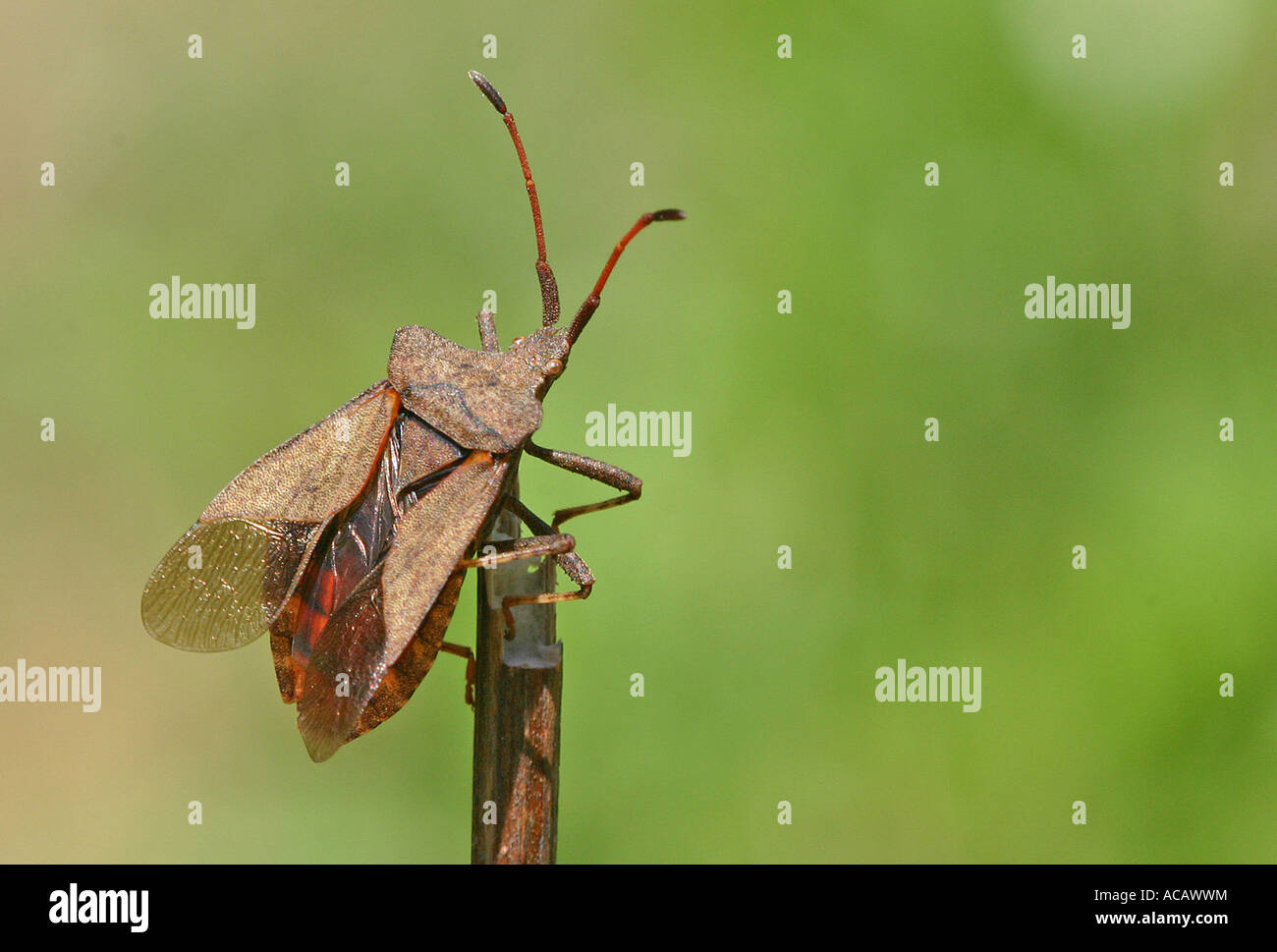 Leather bug on a branch Stock Photo