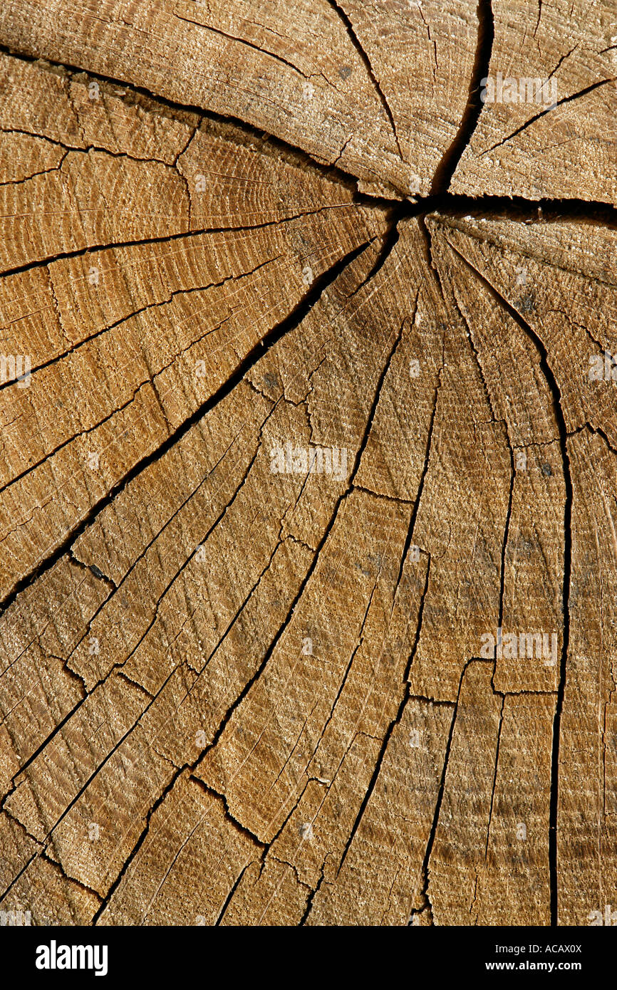 Dried Tree Base Section Structures in dried wood Stock Photo - Alamy