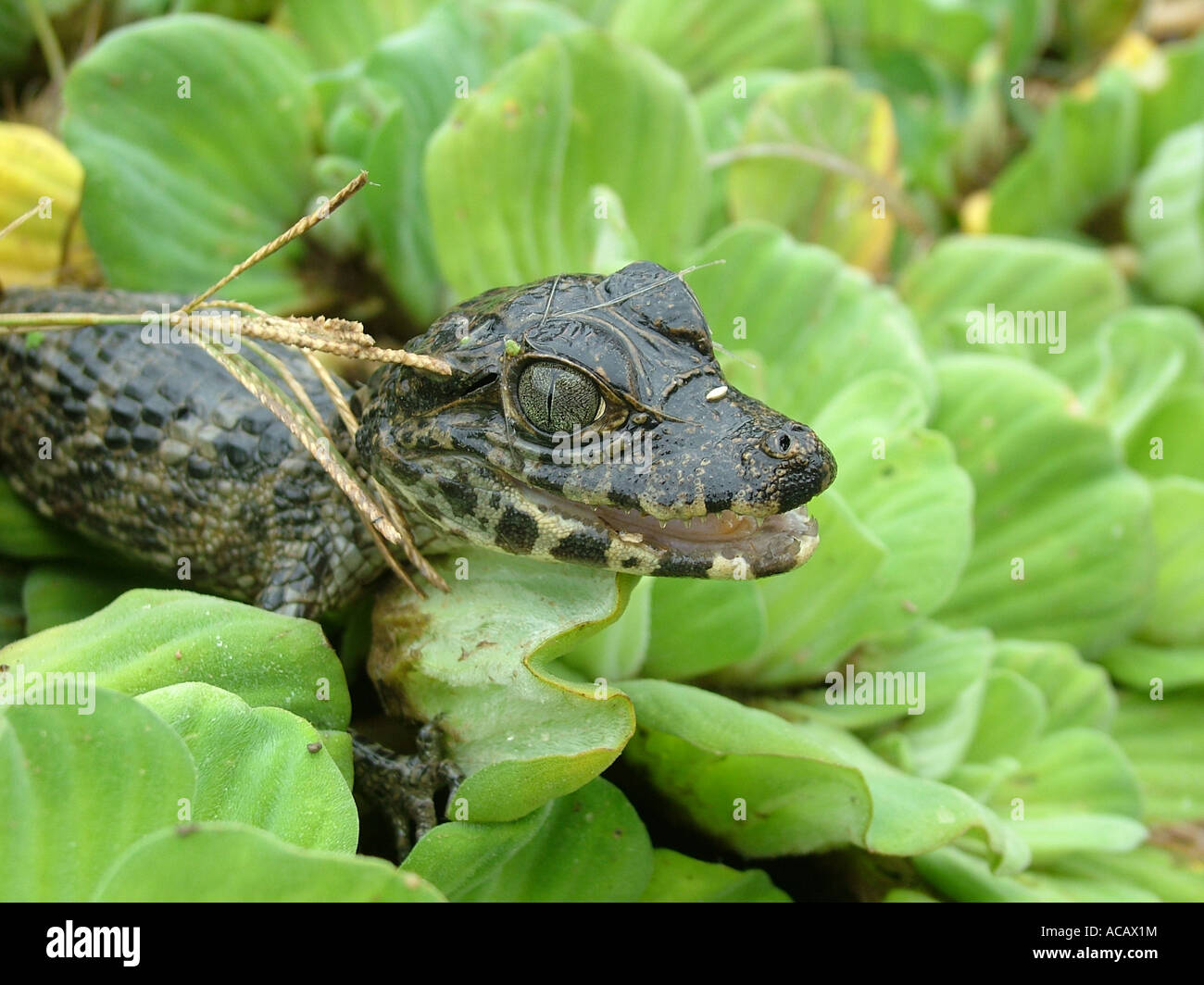 Portrait of a young Caiman (Caiman yacare) sitting on aquatic plants, Gran Chaco, Paraguay Stock Photo