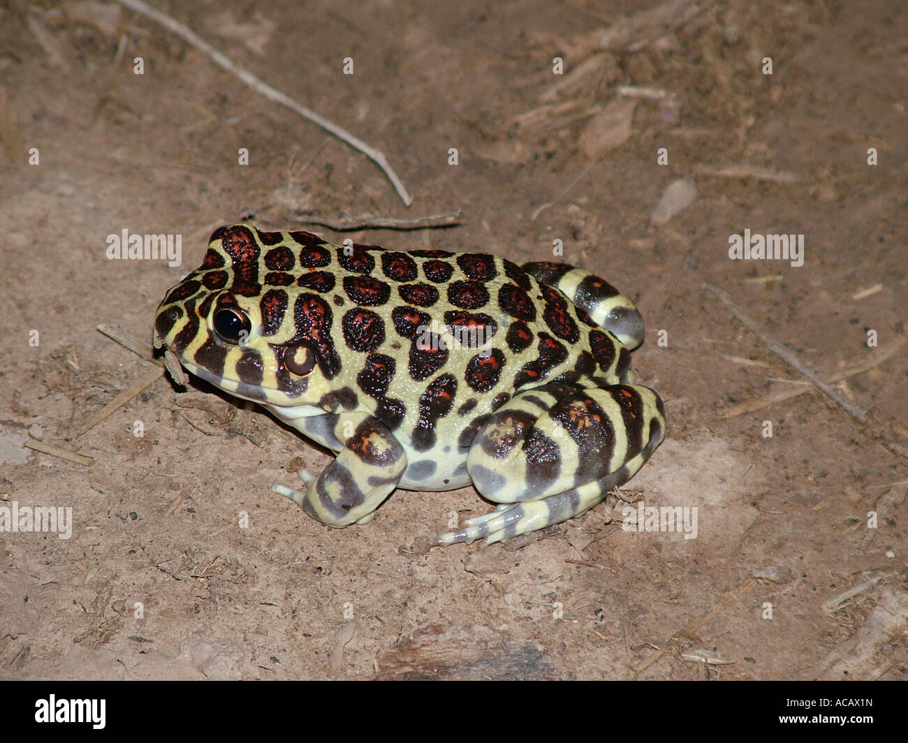 Colorful red spotted broow frog (Leptodactylus laticeps), Gran Chaco, Paraguay Stock Photo