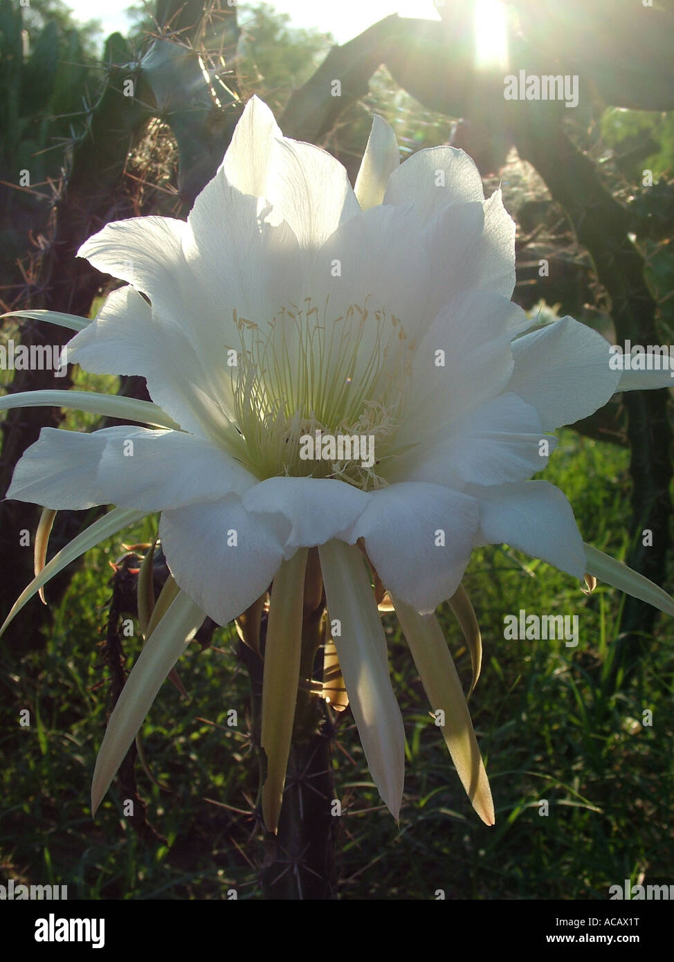 Flower of a Midnight Queen (Harrisia bonplandii) at sunrise, Gran Chaco, Paraguay Stock Photo