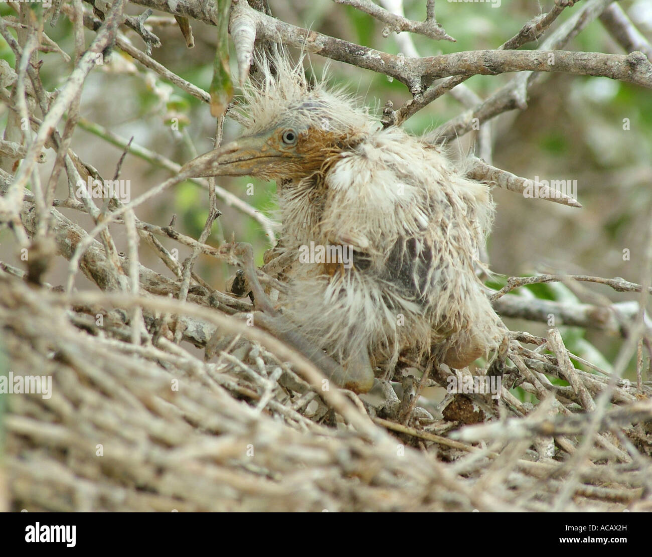 Chick of a cattle egret ( (Bubulcus ibis), Gran Chaco, Paraguay Stock Photo