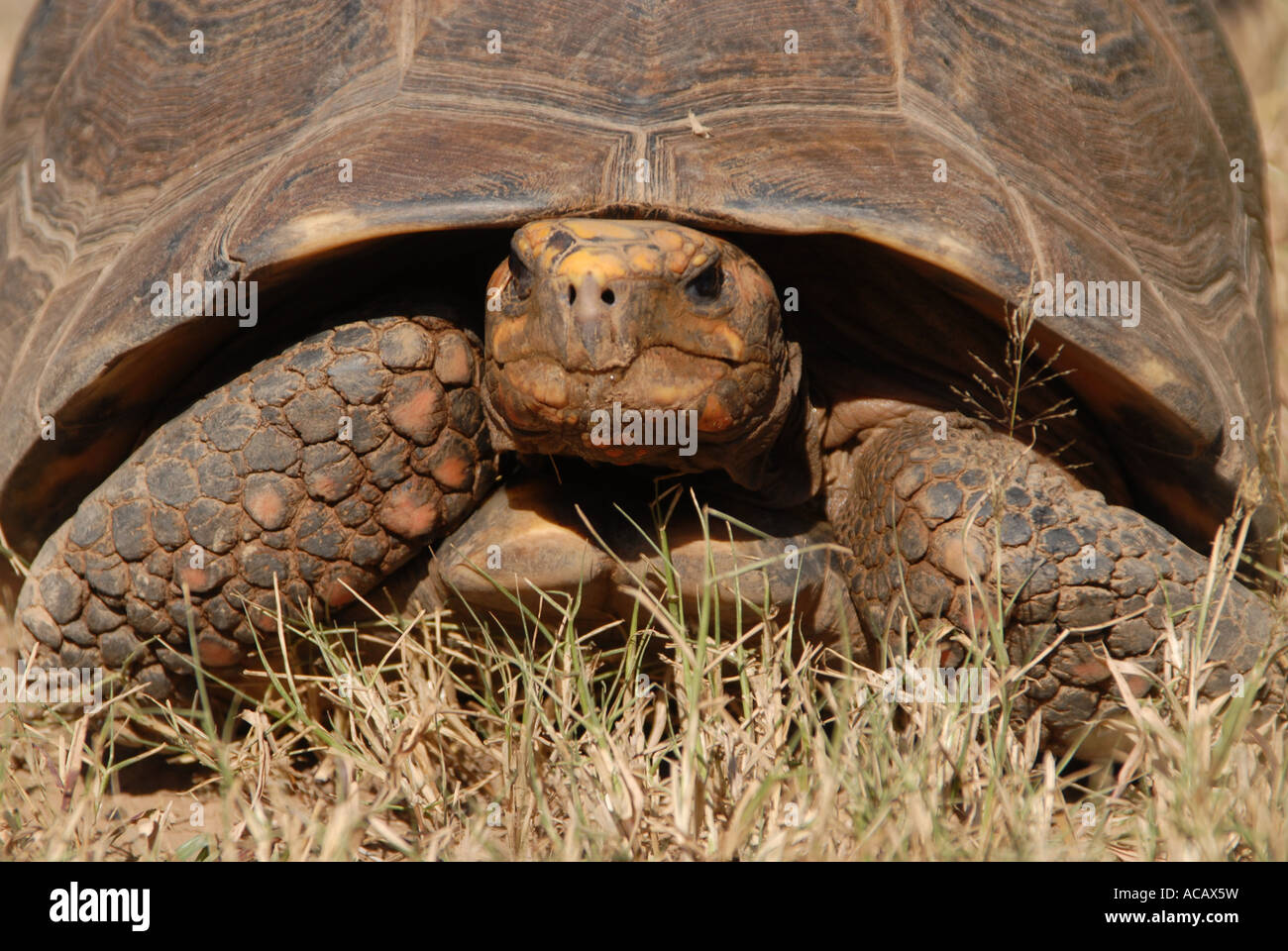 Red-footed tortoise (Geochelone carbonaria), Gran Chaco, Paraguay Stock Photo