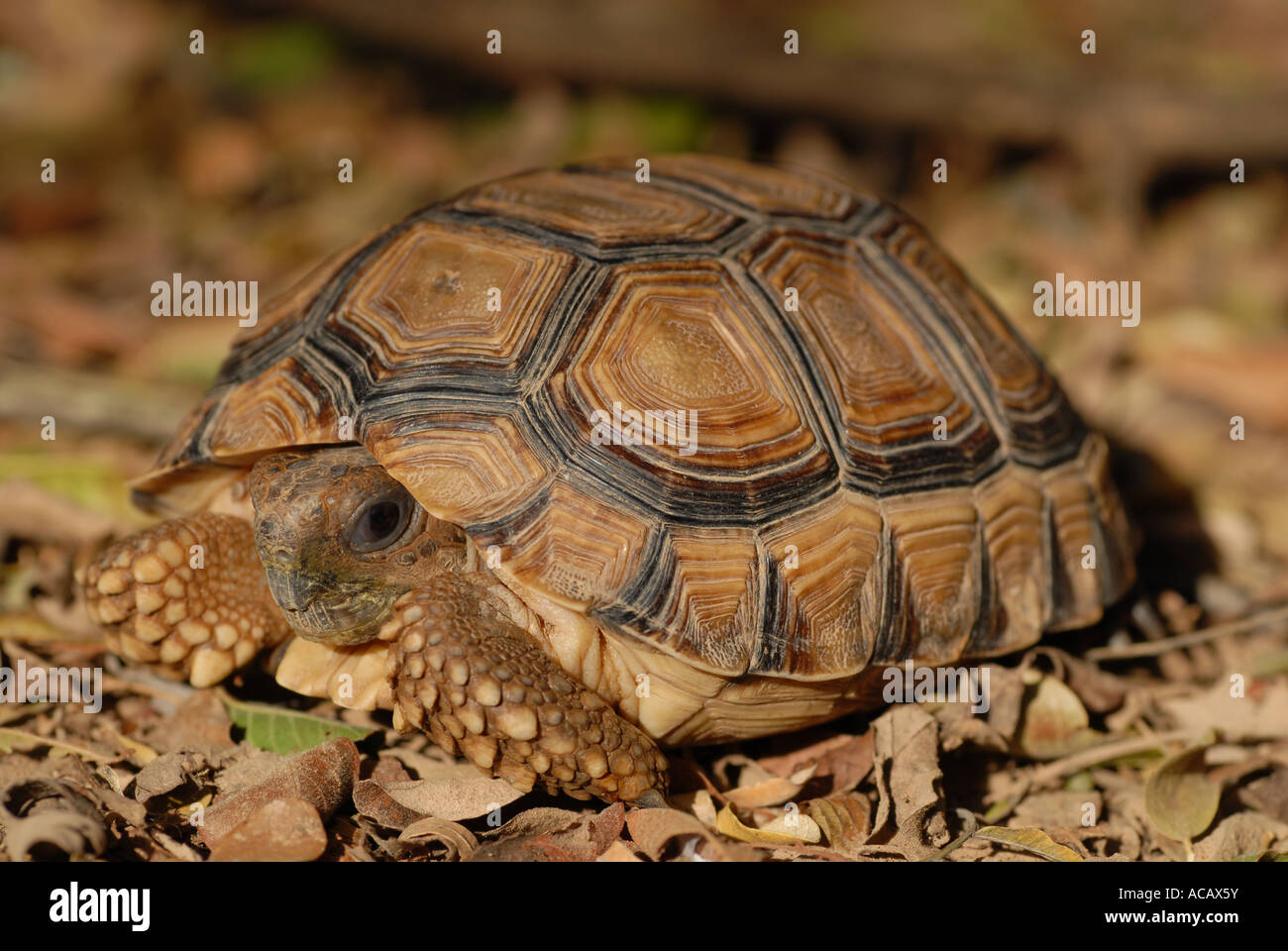 Chaco tortoise (Geochelone chilensis), Gran Chaco, Paraguay Stock Photo