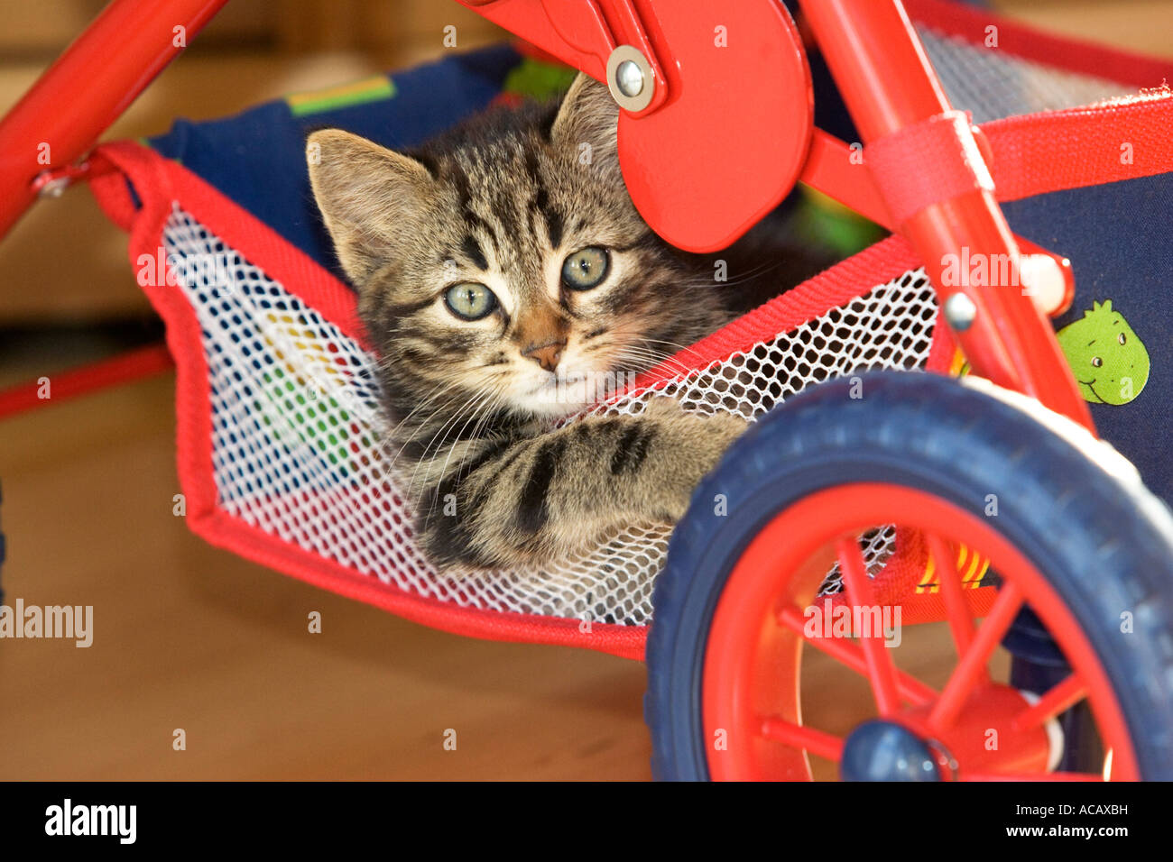 Young domestic cat in doll's pram Stock Photo
