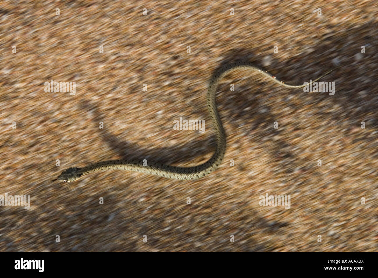 Young Ringed Snake moving on sand, Natrix natrix, Greece Stock Photo