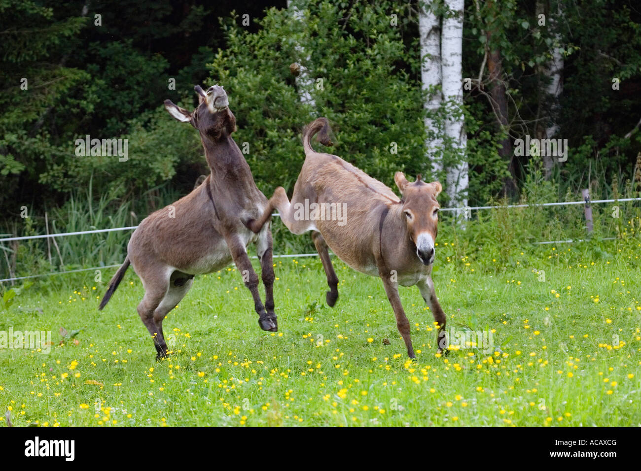 Donkey kicking against male, Equus asinus, Bavaria, Germany Stock Photo