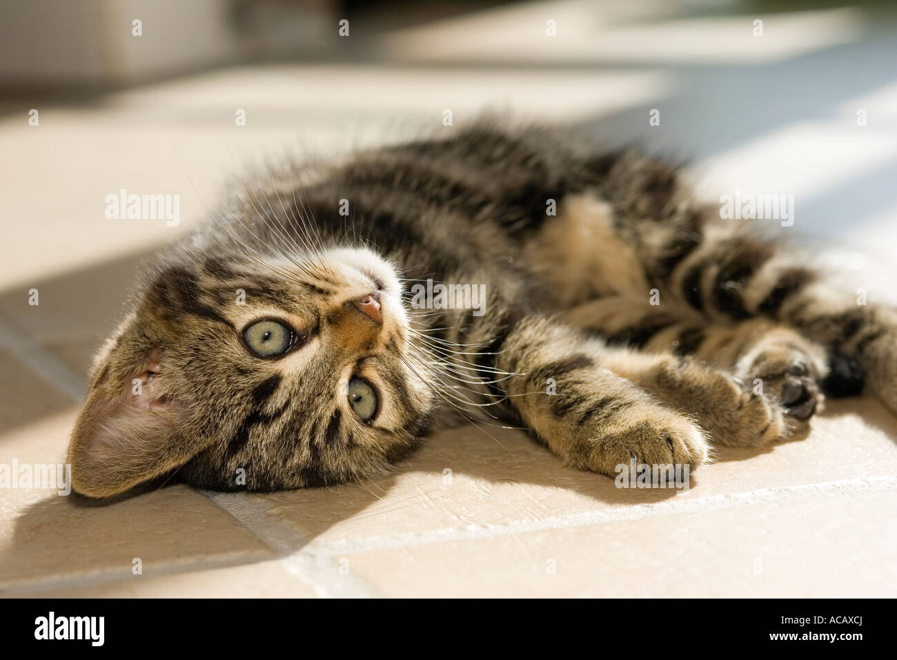 Young domestic cat rolling on floor Stock Photo