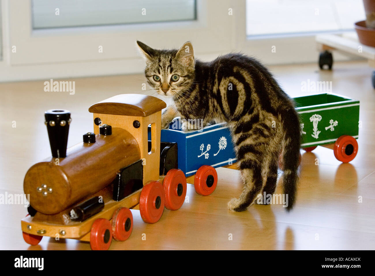 Cat Riding A Train