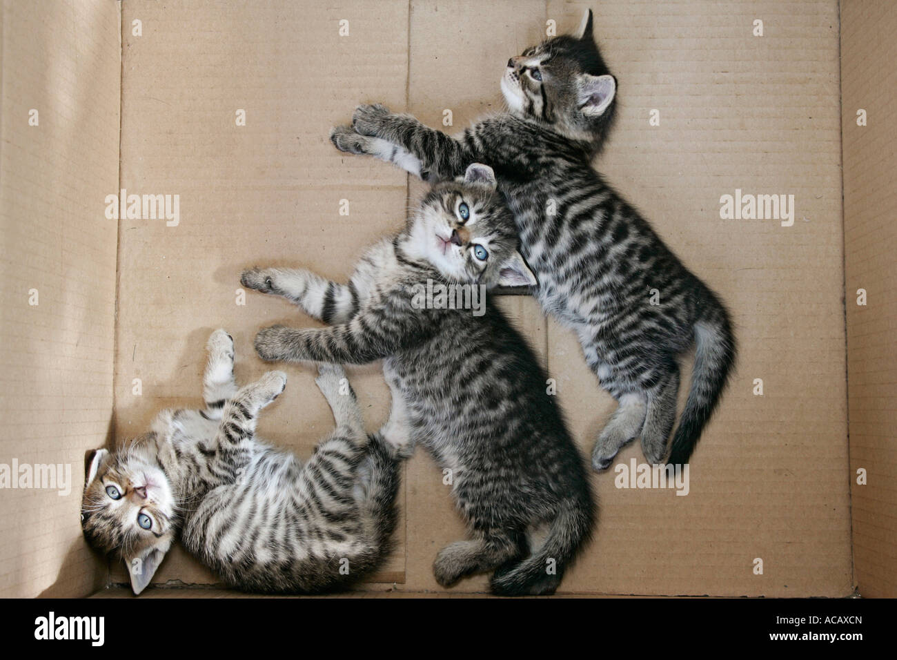 Kittens in a box Stock Photo Alamy
