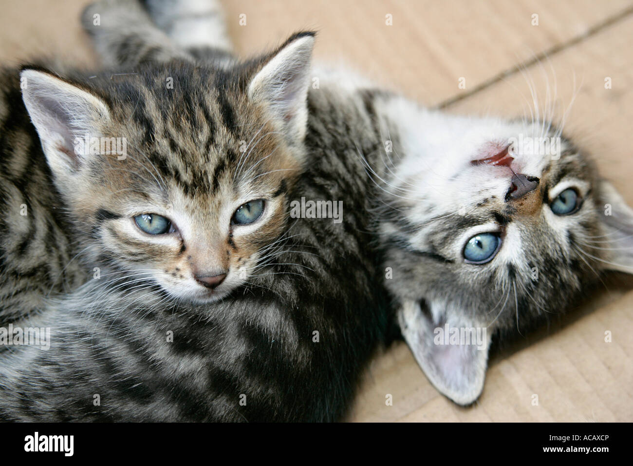 Geschwister katzen hires stock photography and images Alamy