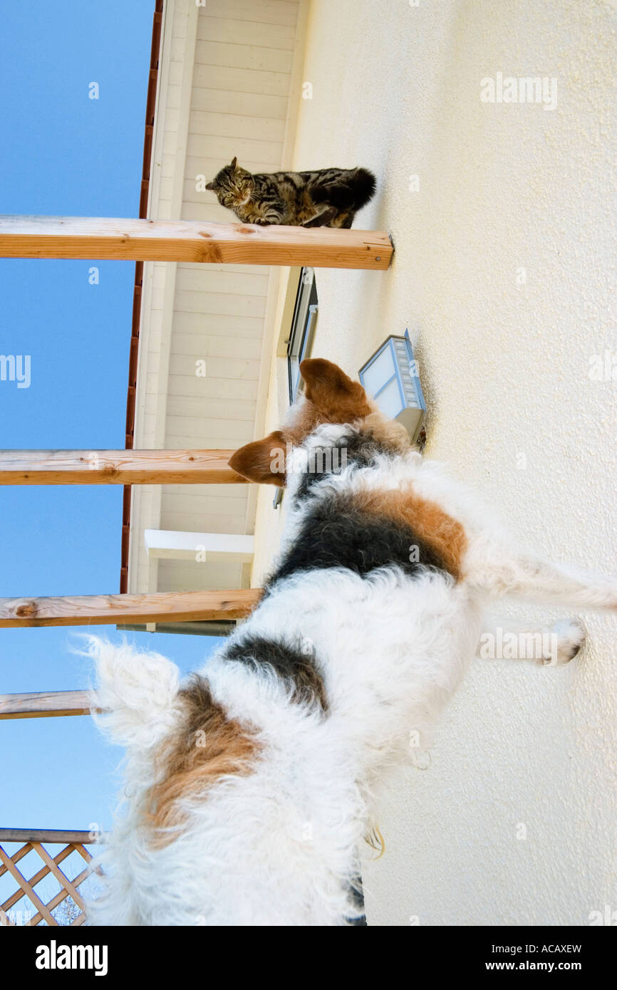 Cat and dog, domestic cat and terrier, Germany Stock Photo