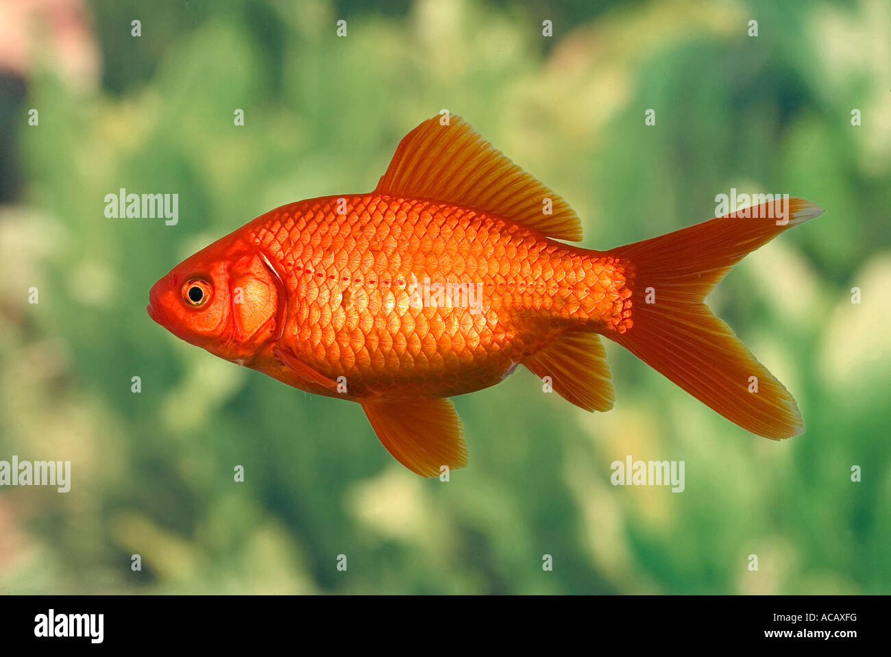 Goldfish, Carassius auratus, captive Stock Photo