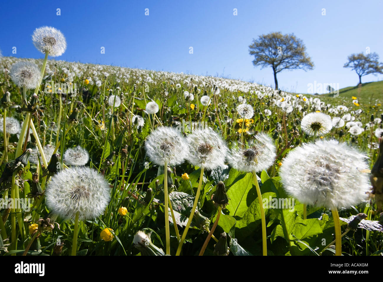 Dandelion meadow, Taraxacum officinale Stock Photo