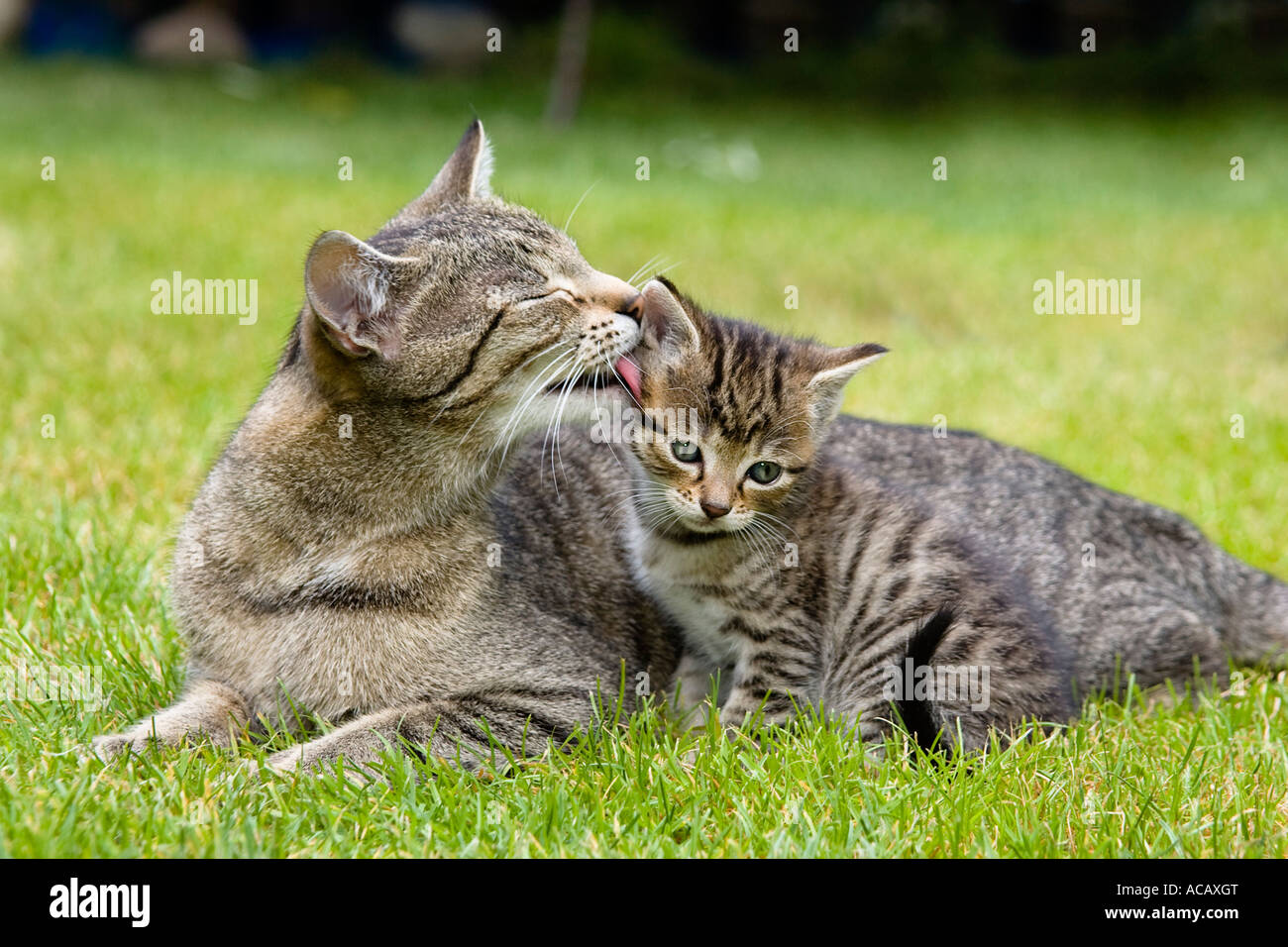 Domestic cat licking young Stock Photo