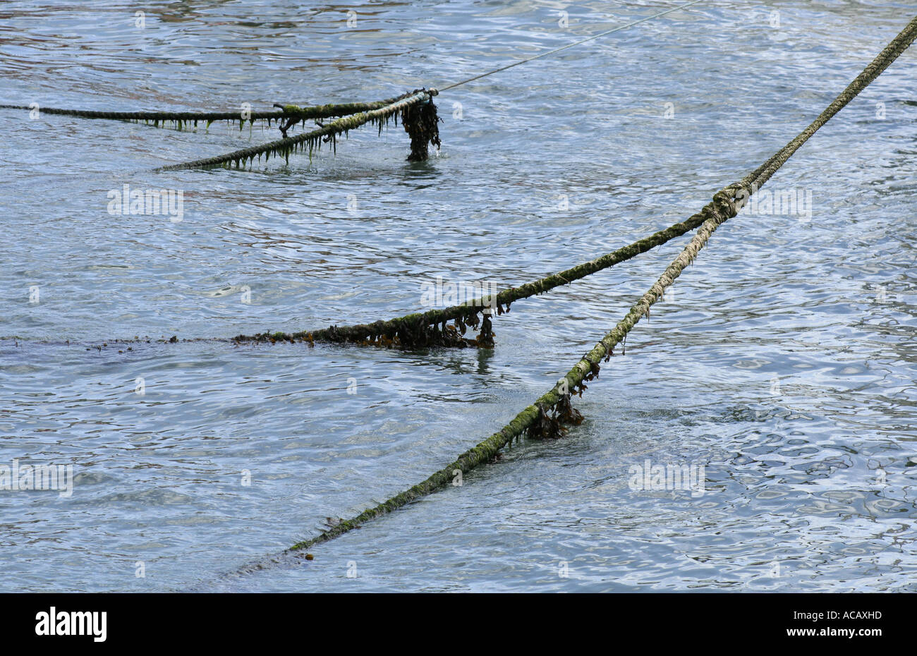 Mooring Ropes Cobh Ireland Stock Photo Alamy