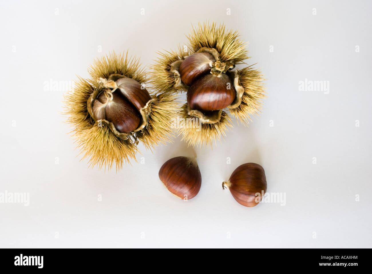 Chestnuts, ripe fruits in spiny shell, Castanea sativa Stock Photo