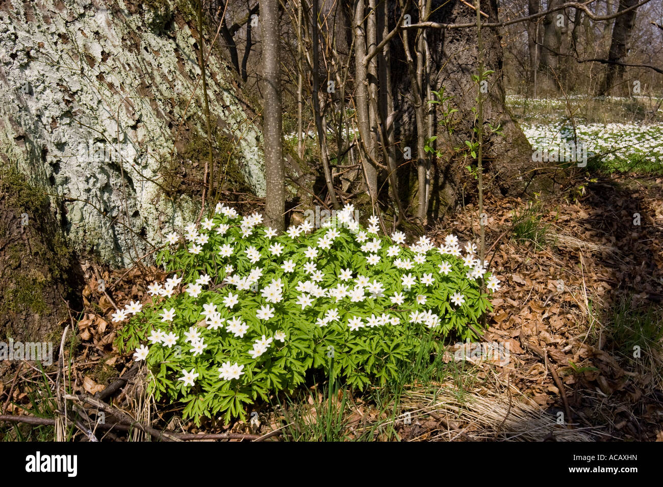 Wood anemone in forest, Anemone nemorosa, Bavaria, Germany Stock Photo