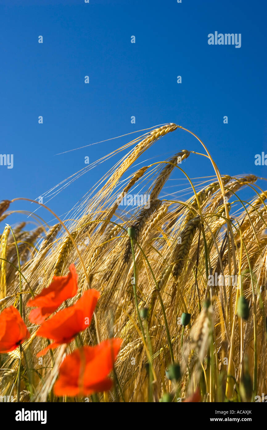 Sucking pig on grill Stock Photo