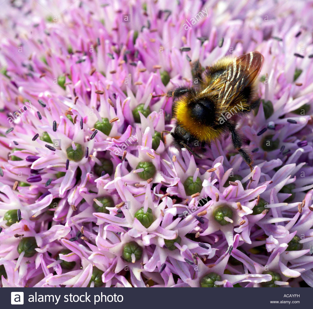 Allium Cyaneum and bumblebee Stock Photo
