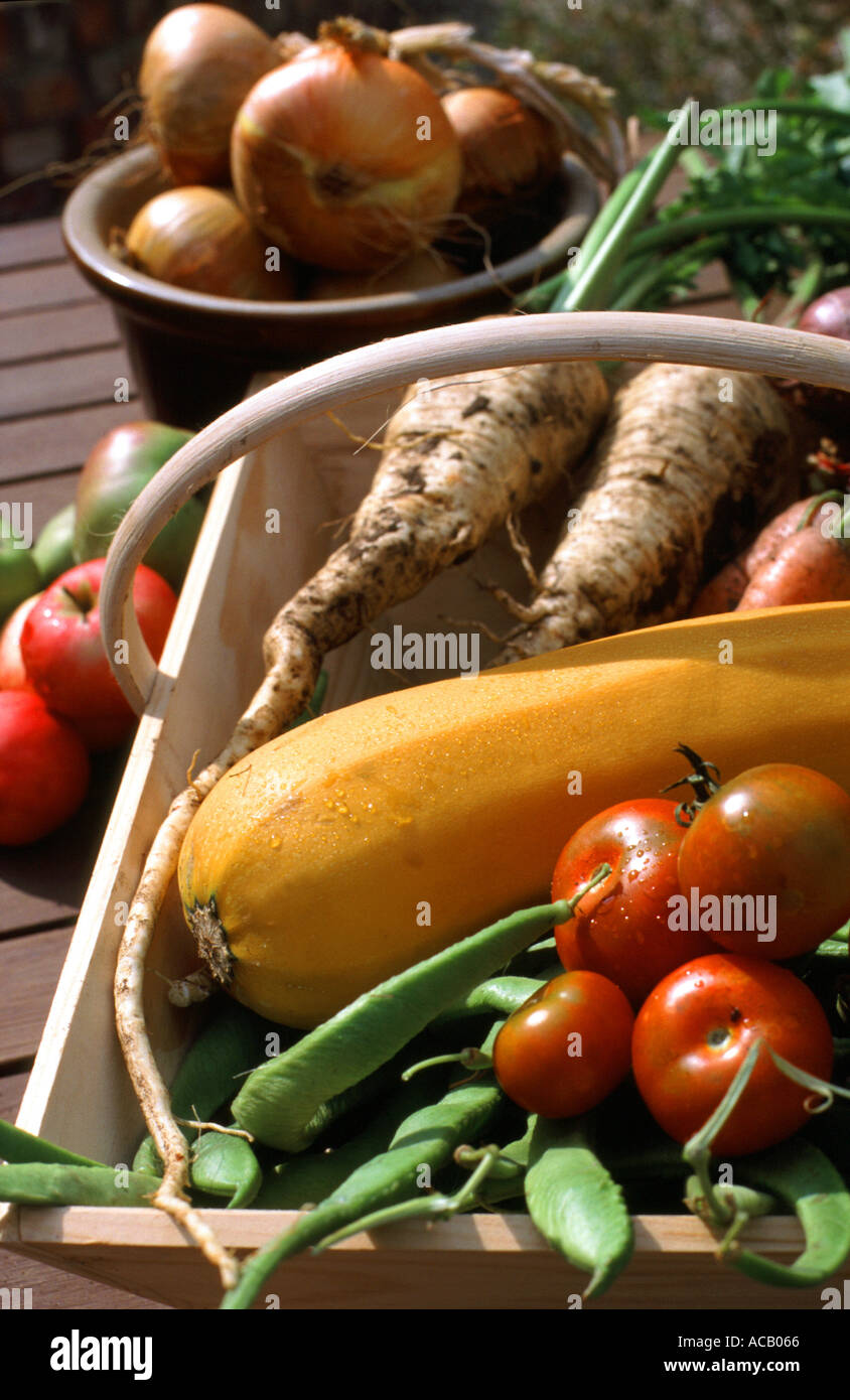 Mixed vegetable harvest in wooden trug in back garden, Lincs, England ...