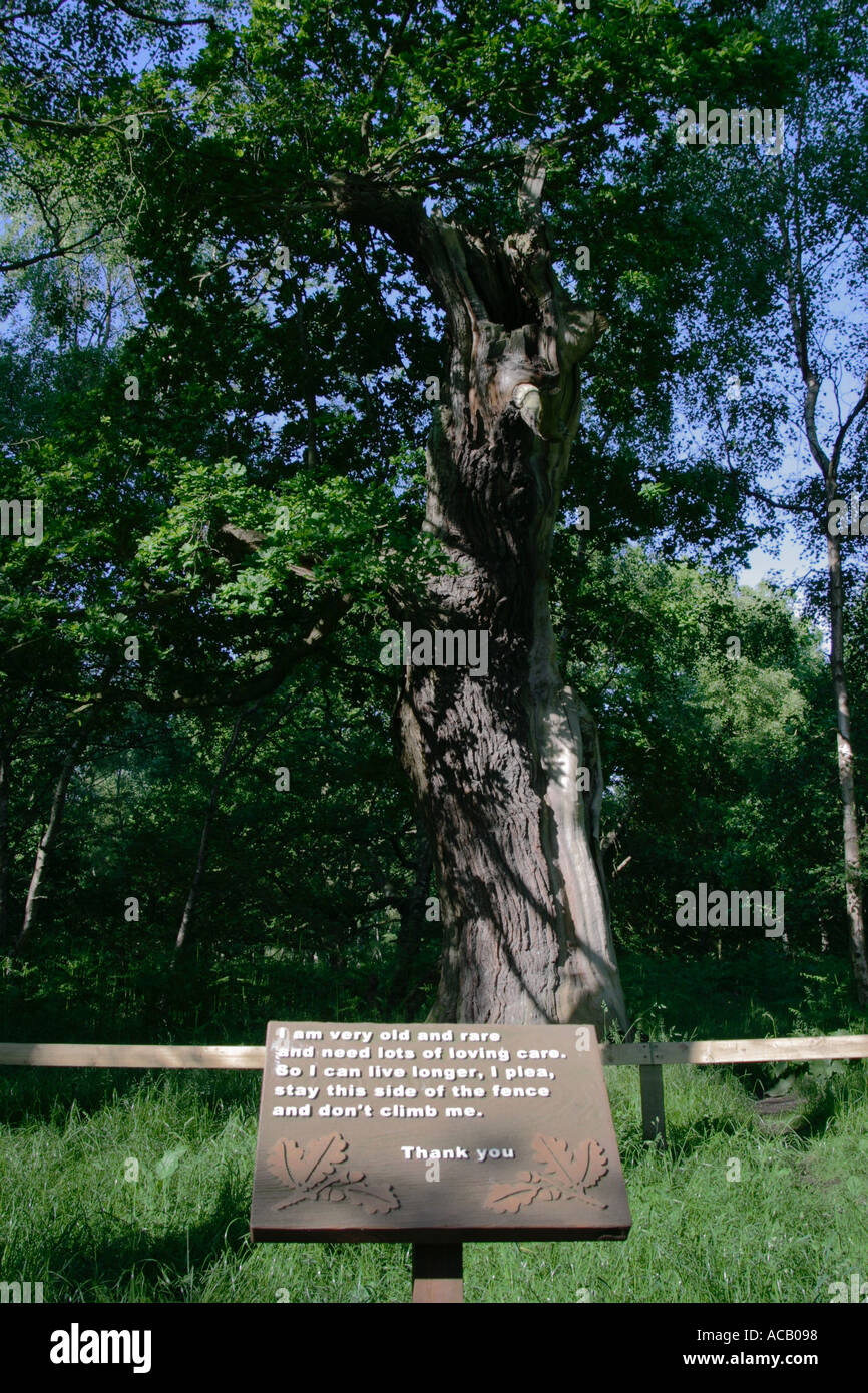 An oak tree in Sherwood Forest, Nottinghamshire.  The sign reads: "I am very old and rare and need lots of loving care.  So I can liver longer, I plea, stay this side of the fence and don't climb on me.  Thank you" Stock Photo