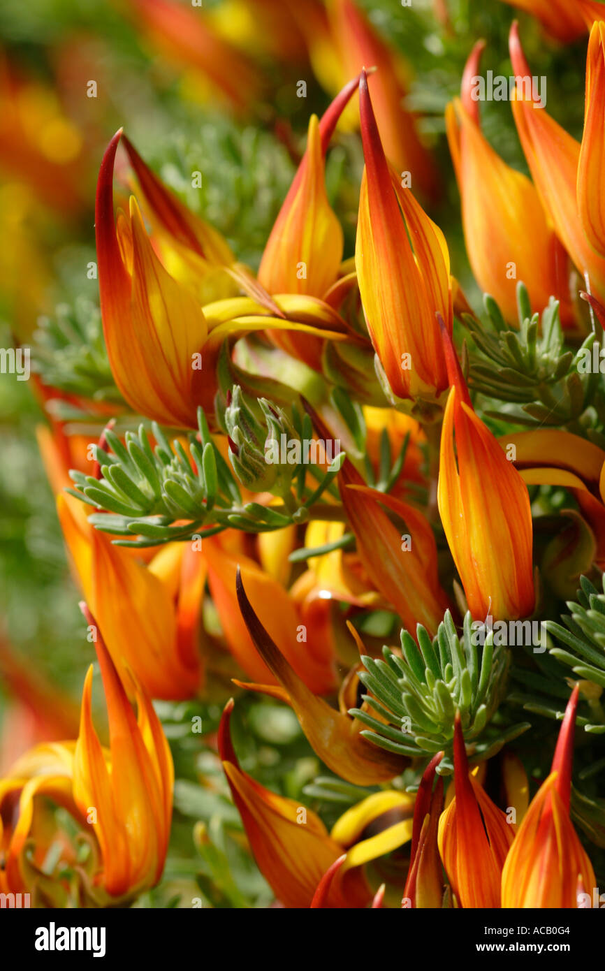 Parrot s beak flowers Lotus maculatus Stock Photo Alamy