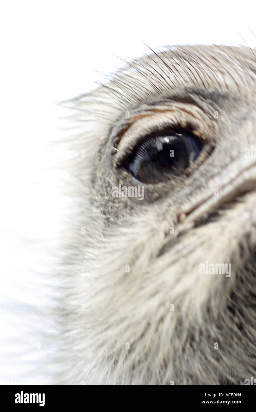Ostrich nandu Rhea americana Stock Photo