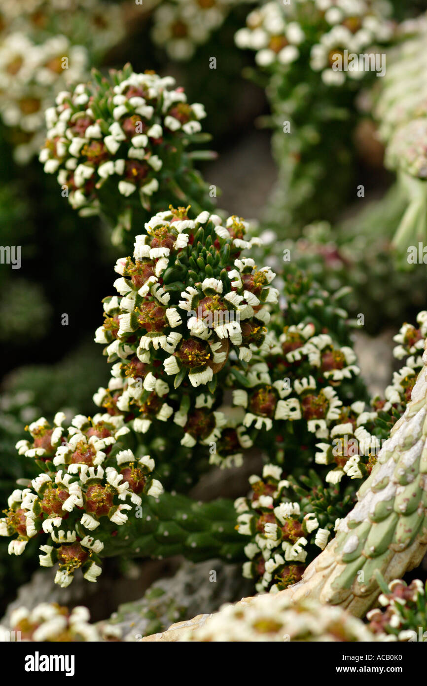 Flowers of Euphorbia caput medusae Stock Photo - Alamy