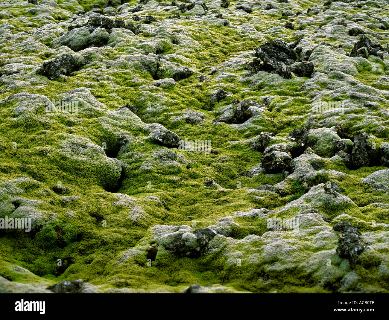 Green moss covering lava Iceland Stock Photo