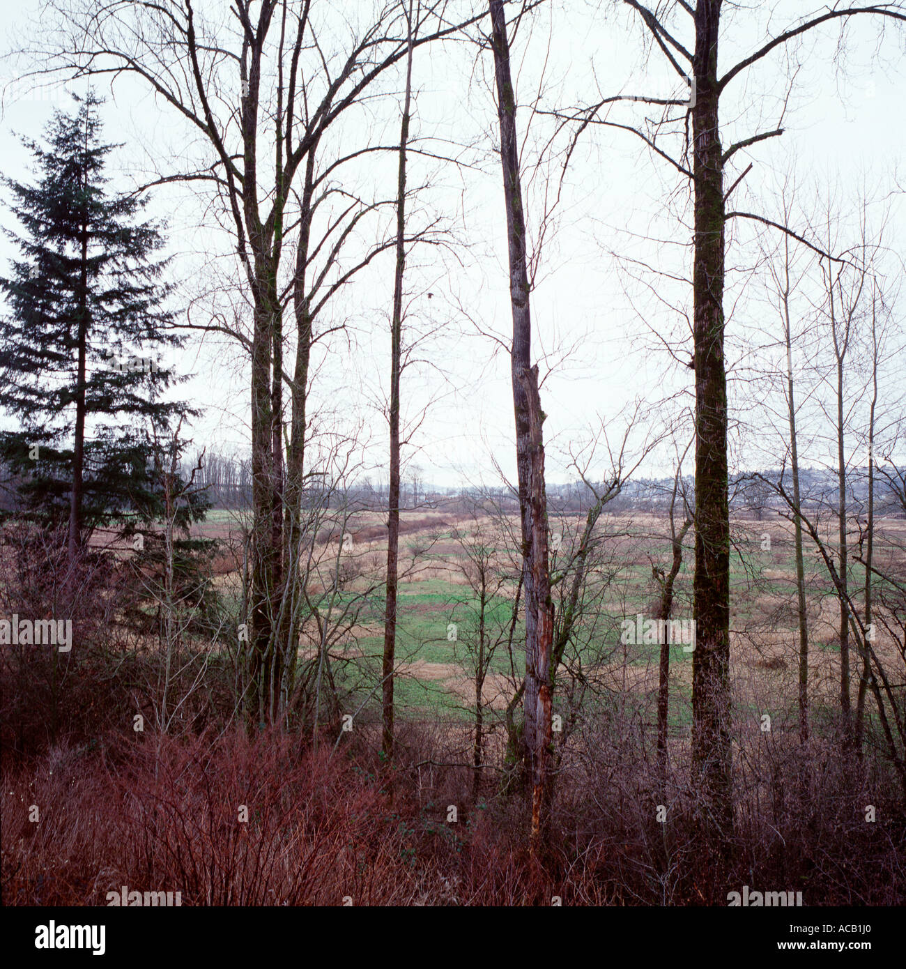 Farmed field and suburb through trees Fraser River valley basin delta British Columbia Canada