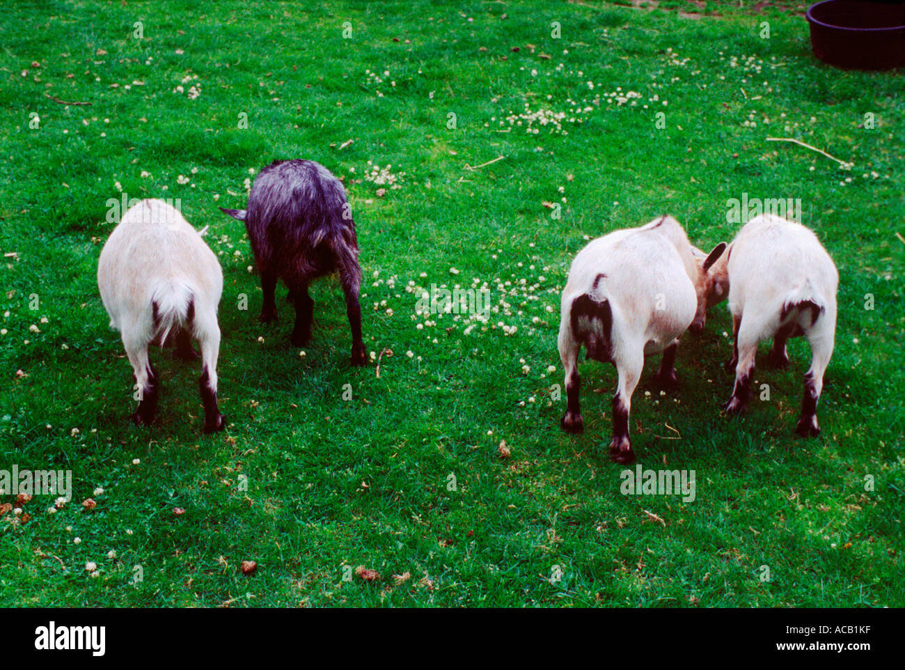 Rear ends of four goats eating clover Stock Photo Alamy