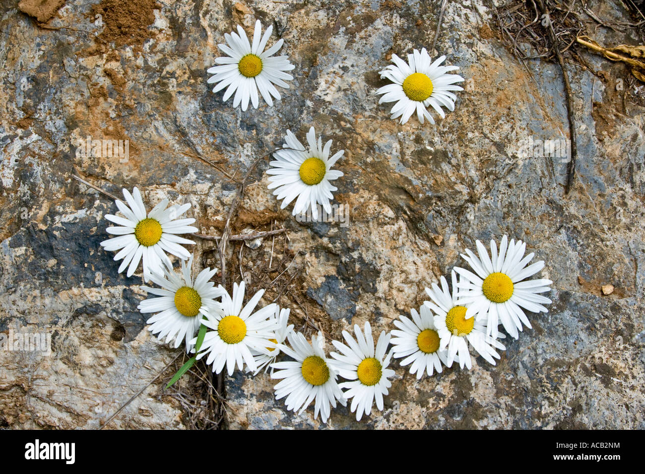 Happy Smiley Face Made of Daisies on Textured Rock Stock Photo