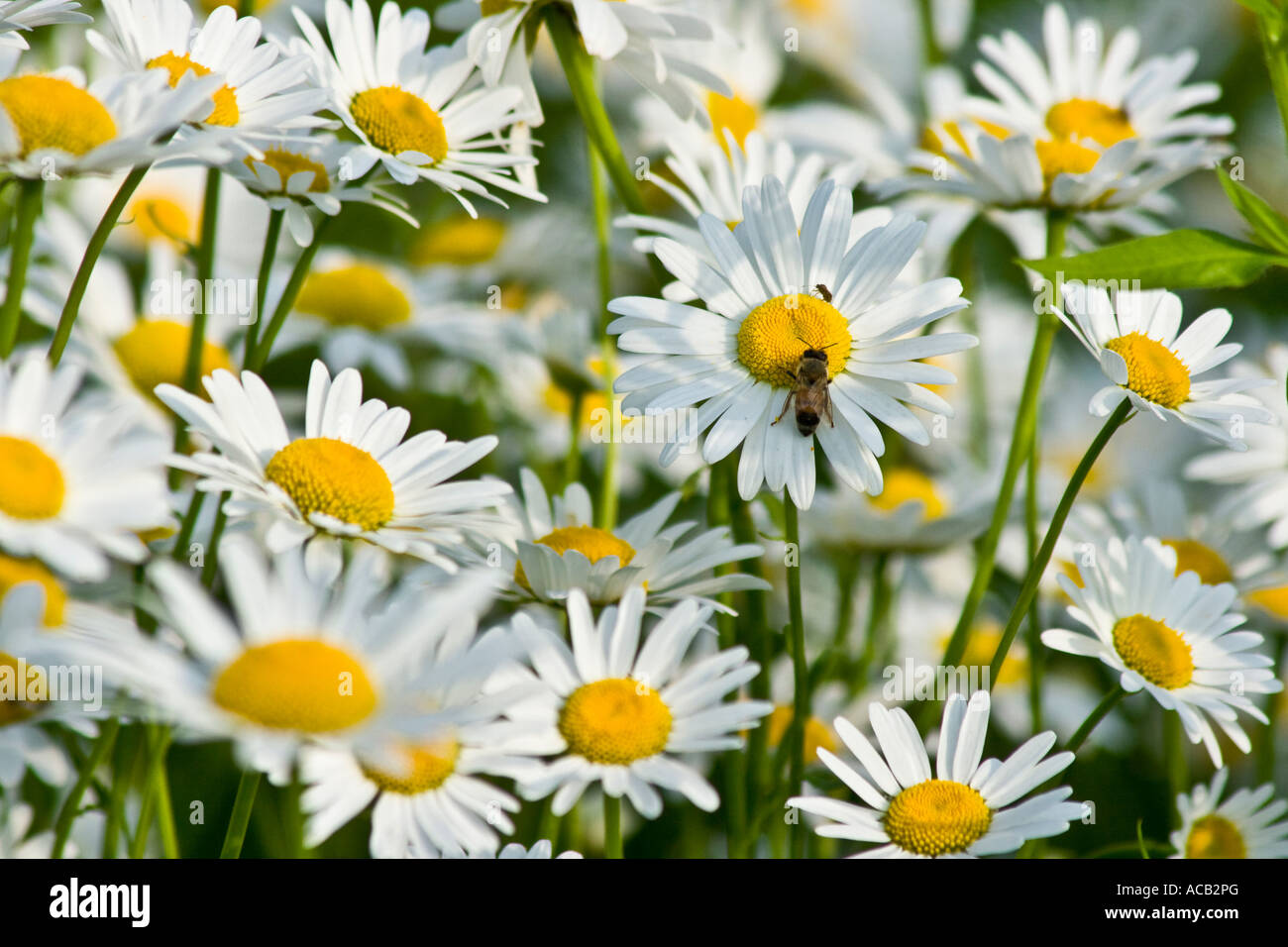Bunch of Daisies Daisy Close Up Stock Photo