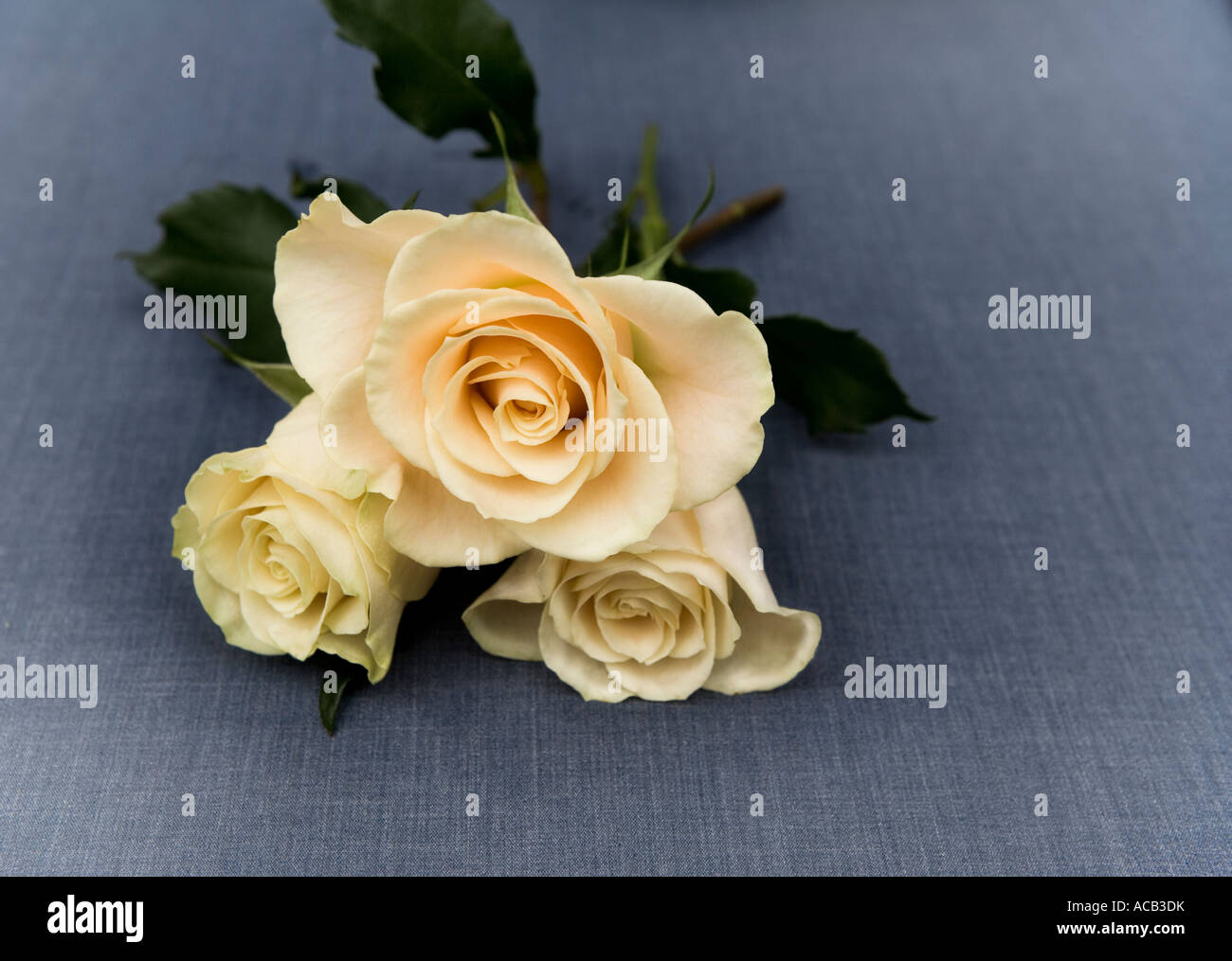 Retro style roses on blue cotton background Stock Photo