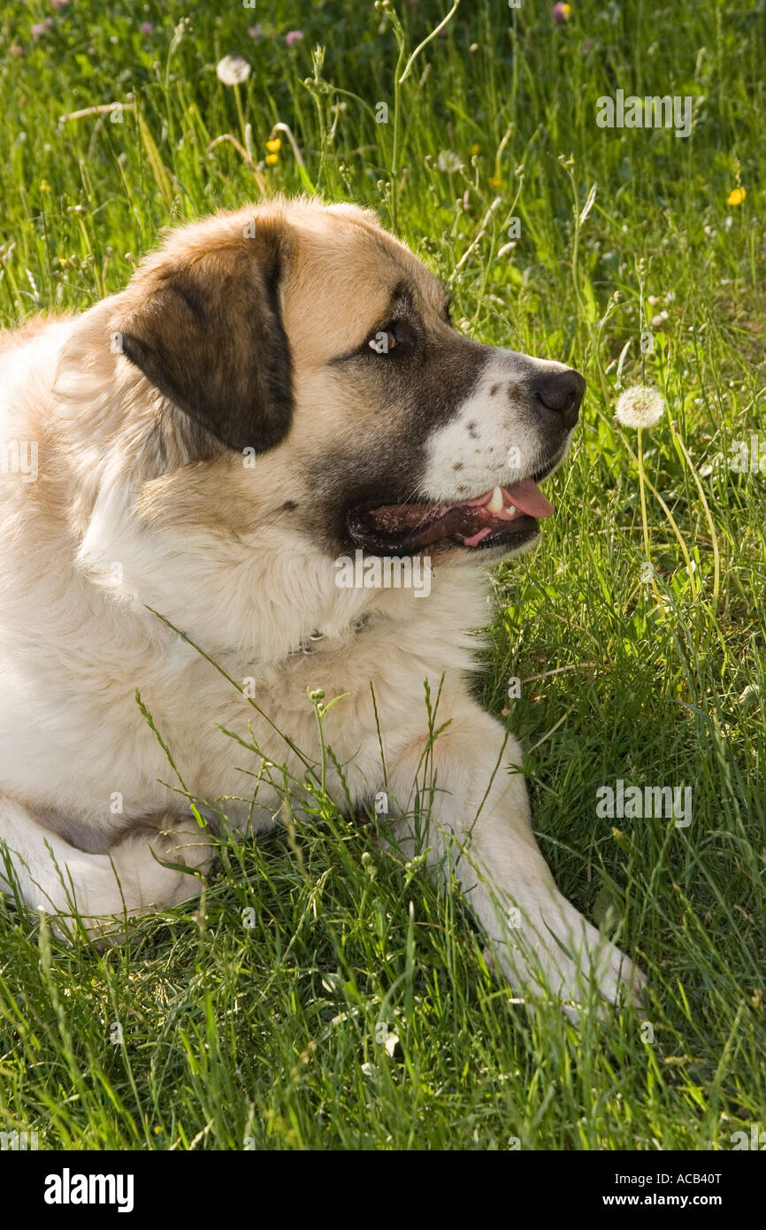 dog pet security dogs caucasian shepherd Bulgaria male Stock Photo Alamy