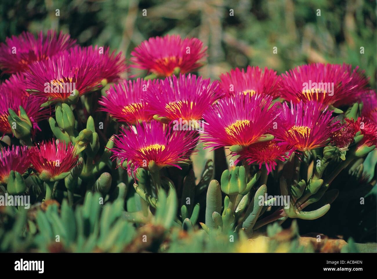South Africa Succulents Mesembryantemaceae lampranthus coccineus Red Vygie North Cape South Africa Stock Photo