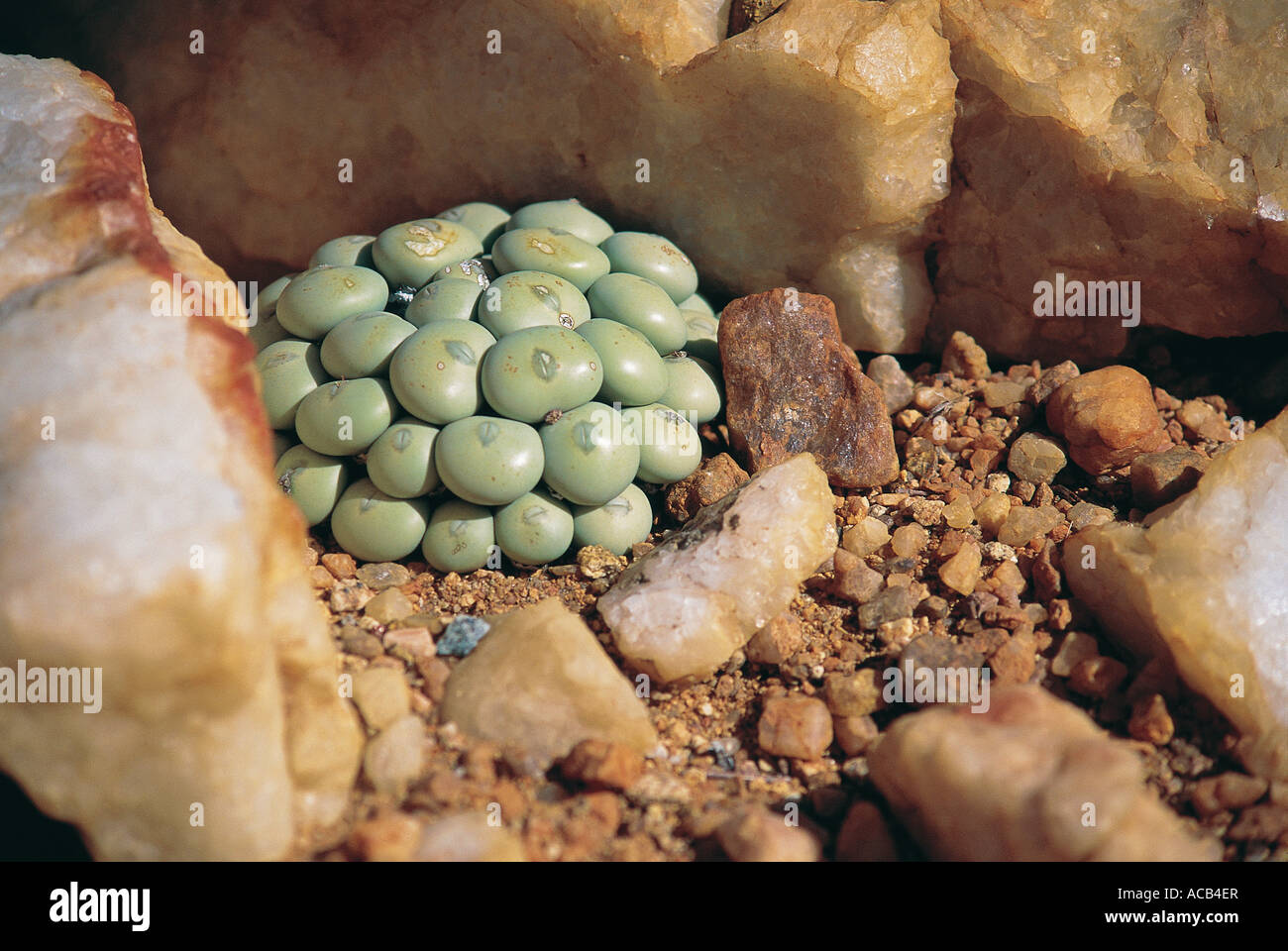 Mesembryanthemaceae Conophytum flavum Buttons Succulents South Africa Stock Photo