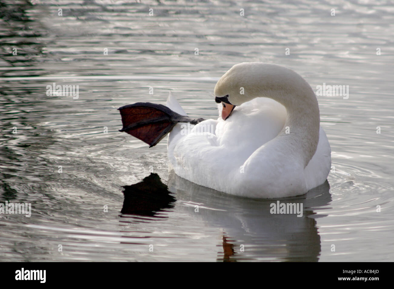 Mute swan, Cygnus olor, preening on water with leg out, UK Stock Photo