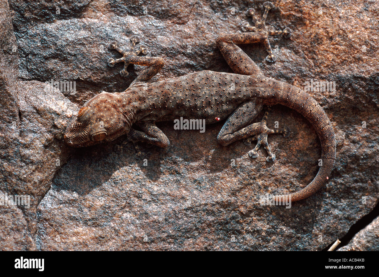 Ptyodactylus oudrii lizard on a rock Morocco Stock Photo
