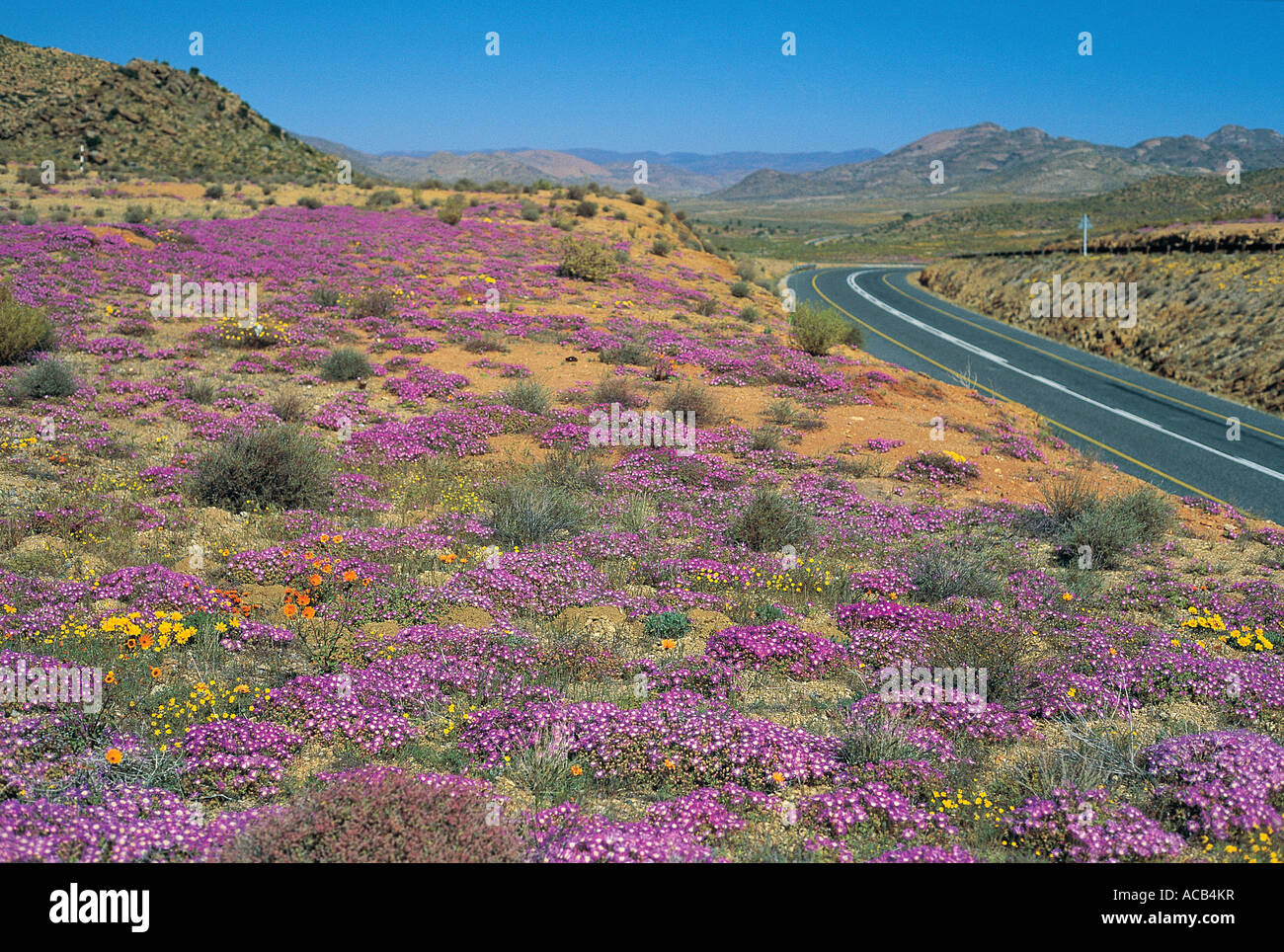 Road through a carpet of spring flowers at Springbok North Cape South