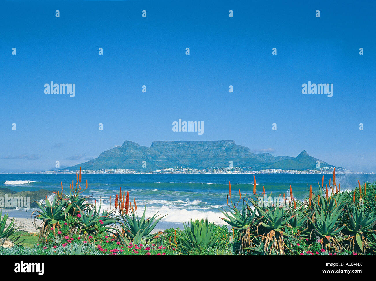 Table Mountain from Bloubergstrand South Africa Aloes and succulents on the near shore with waves breaking on the beach Stock Photo