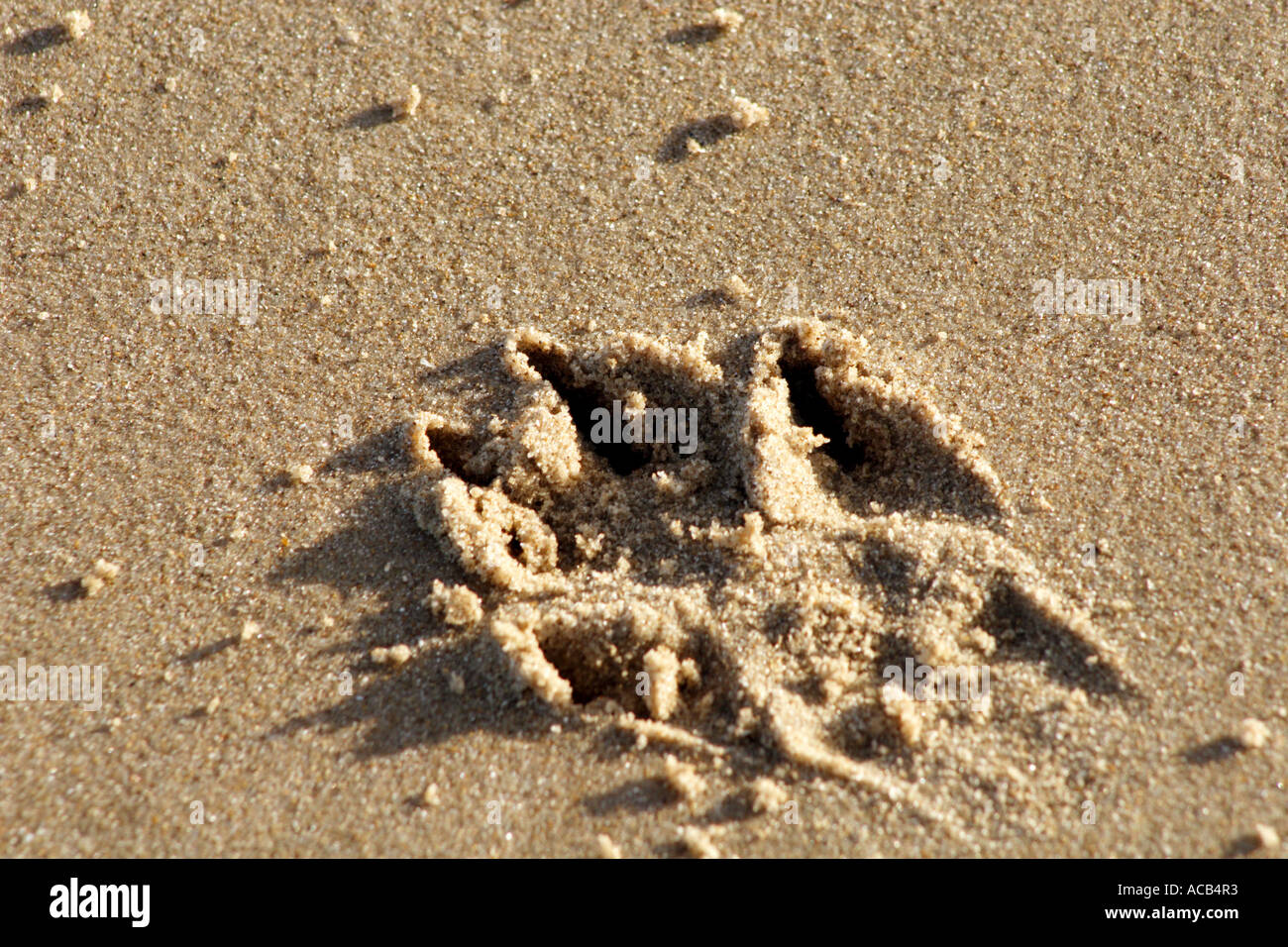 Dog paw print in sand Stock Photo Alamy