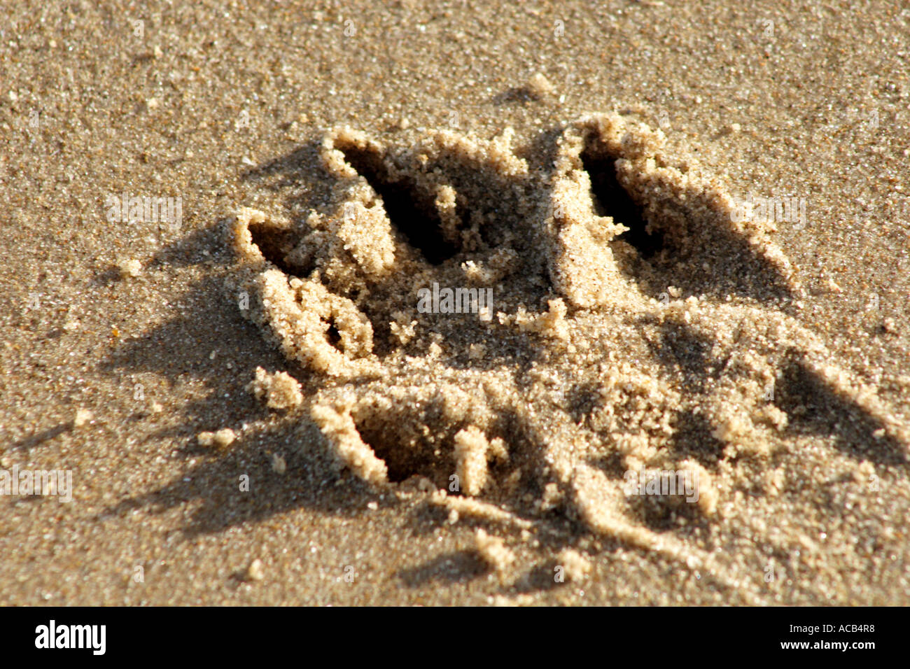 Dog paw print in sand Stock Photo Alamy