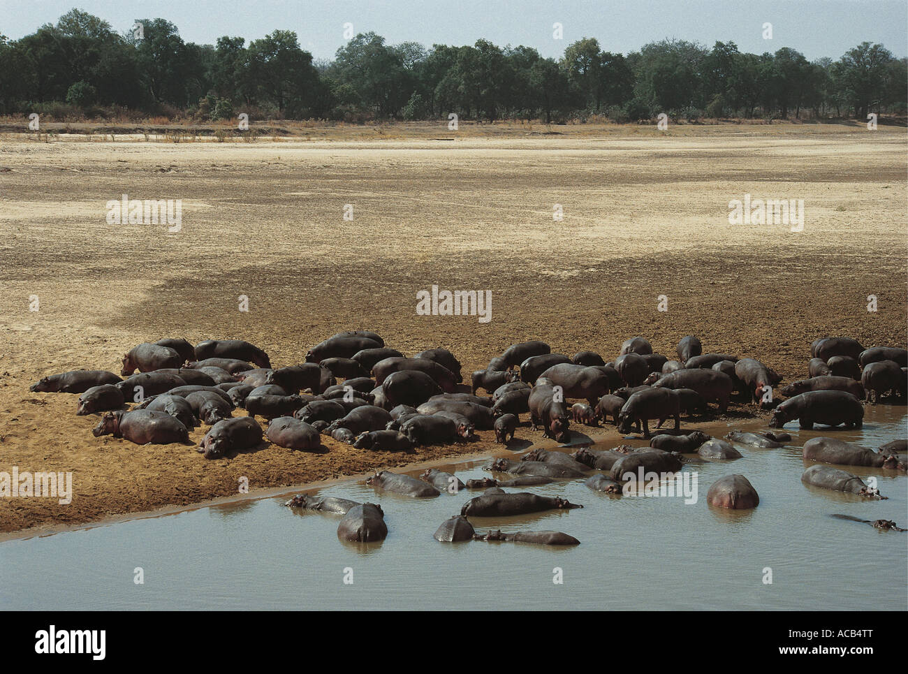 School of basking Hippos South Luangwa National Park Zambia Stock Photo